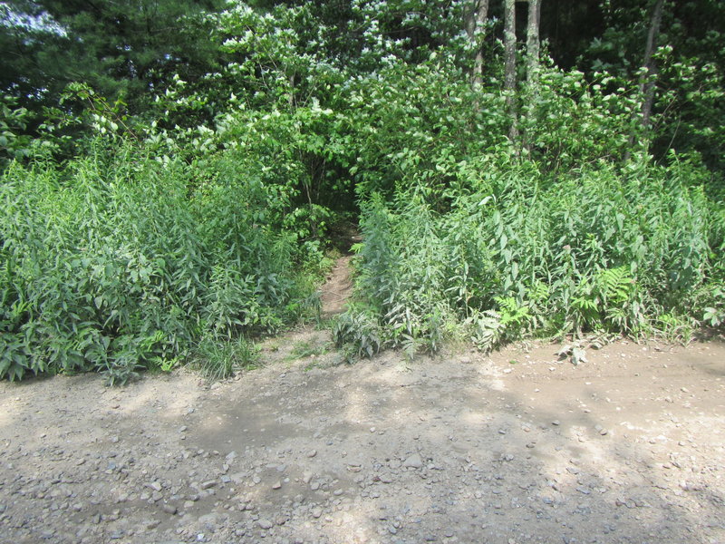 End of Singletrack East of Prison Camp Rd