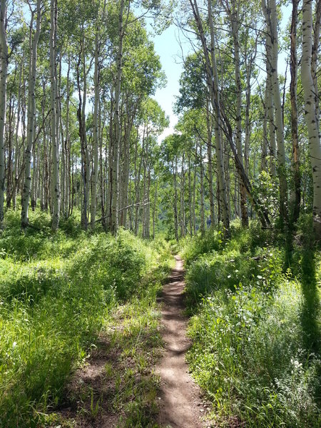 Pretty typical view of this trail - lots of lush singletrack with no one else on it.