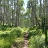 Pretty typical view of this trail - lots of lush singletrack with no one else on it.