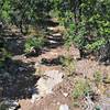 Mixture of chunk and dirt through the scrub oaks