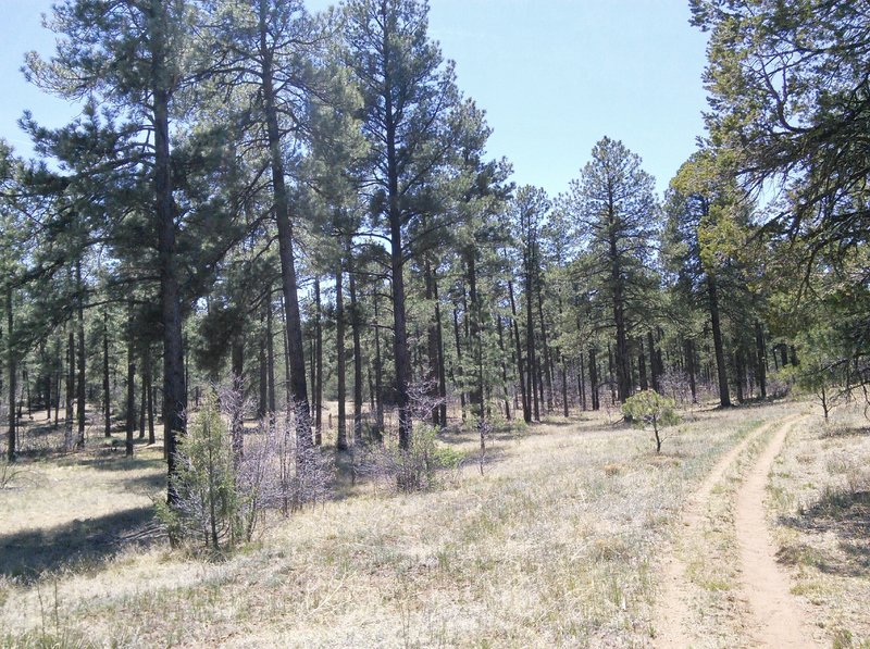 North side is open meadow lands with Ponderosa pines