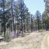 North side is open meadow lands with Ponderosa pines