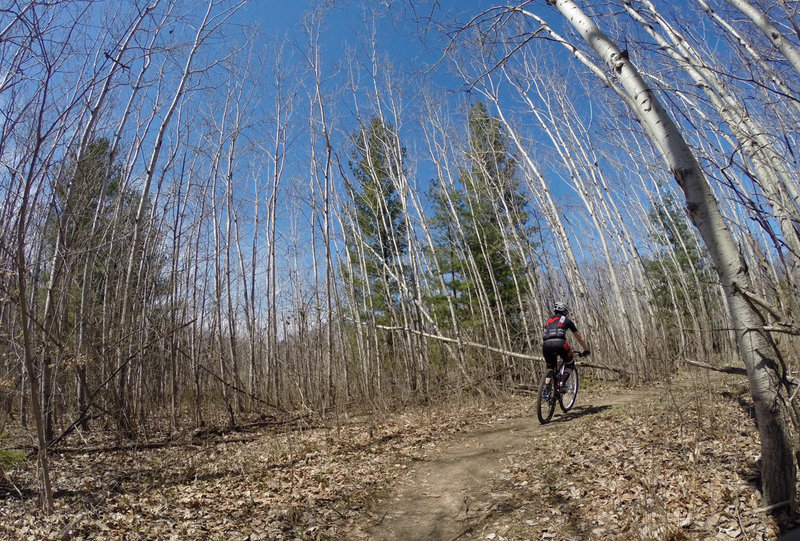 After a short but steep climb, you're greeted by this beautiful stand of birch trees.