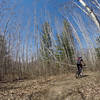 After a short but steep climb, you're greeted by this beautiful stand of birch trees.