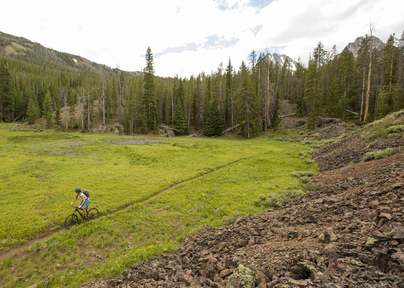 A large open meadow on the Little Boulder Creek trail.