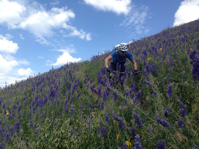 Descent through lupine