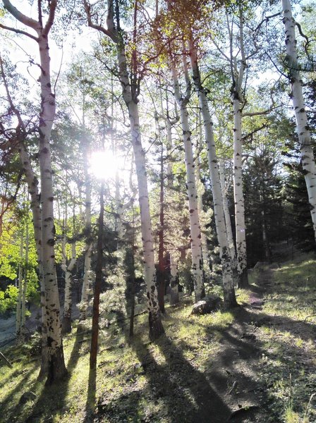 Climbing through aspens on the lower part of the trail