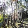 Climbing through aspens on the lower part of the trail