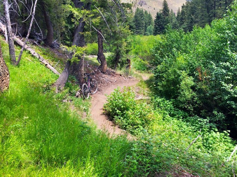 A rare bit of lush vegetation in Sun Valley