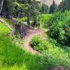 A rare bit of lush vegetation in Sun Valley