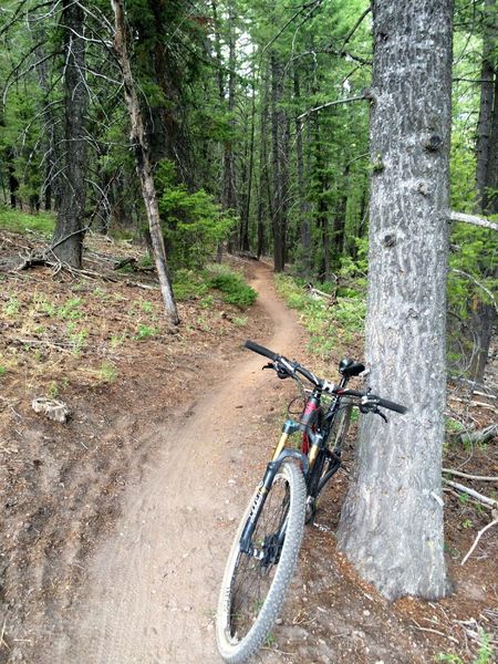 Great to have to have some green, shady, cool forest given all the fires in the area.