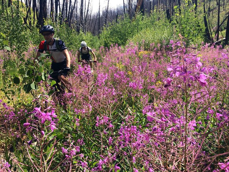 Amazing flowers among the burn forest.  Interesting contrast.