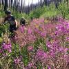 Amazing flowers among the burn forest.  Interesting contrast.