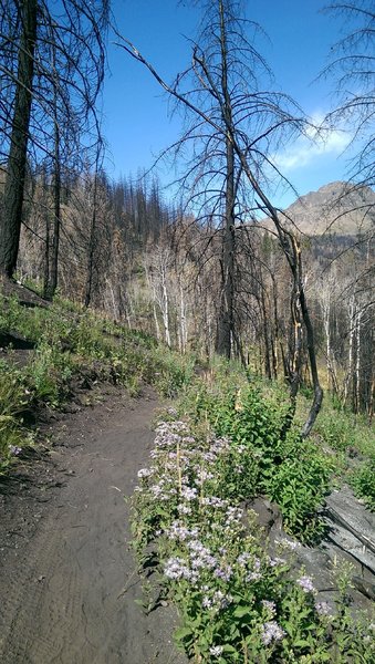 Wildflowers returning after the 2013 fire
