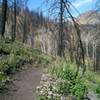 Wildflowers returning after the 2013 fire