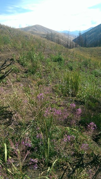 Looking down valley in Imperial Gulch