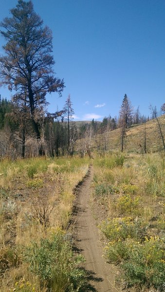 Looking up valley in Imperial Gulch