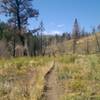 Looking up valley in Imperial Gulch