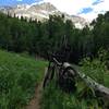 Climbing the Deep Creek Trail in Telluride with Dallas Peak in the background.  #santacruzbronson