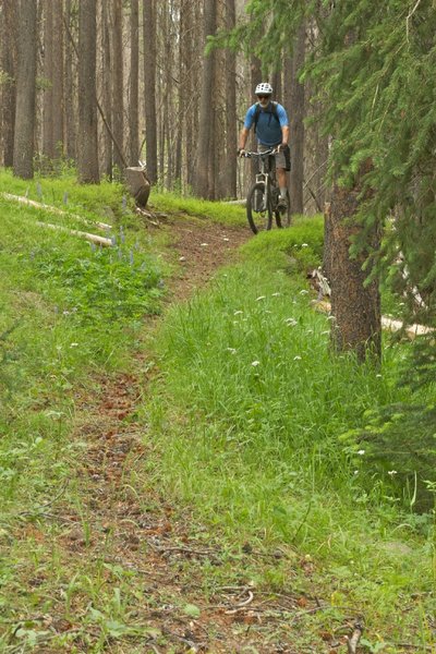 Headed up Elk Creek Trail through lush and enchanting forest near the Continental Divide.