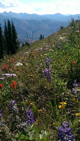 Spectacular wildflowers near the top of Bald Mountain Trail