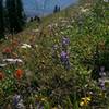 Spectacular wildflowers near the top of Bald Mountain Trail