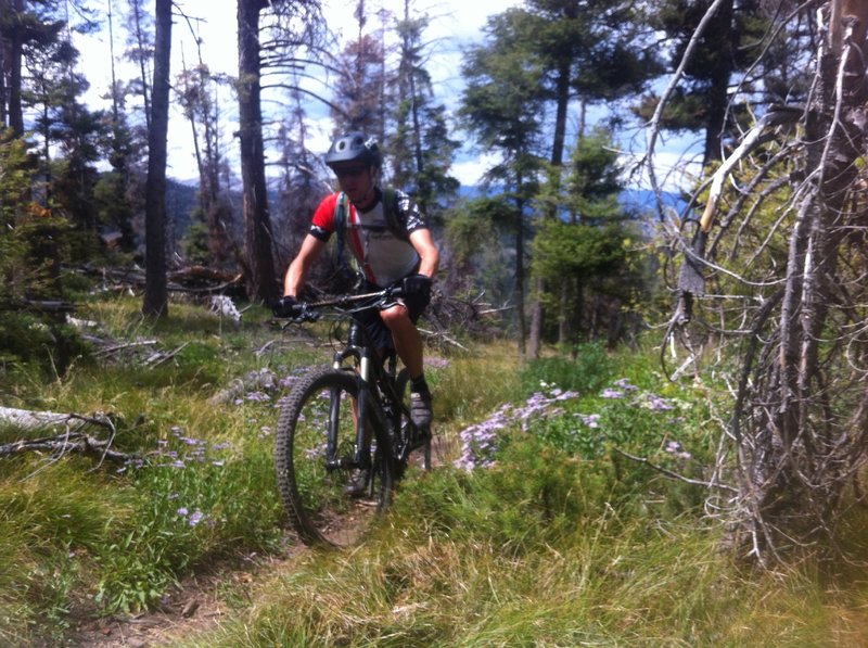 Passing some wildflowers on the Oregon - Fox Connector.