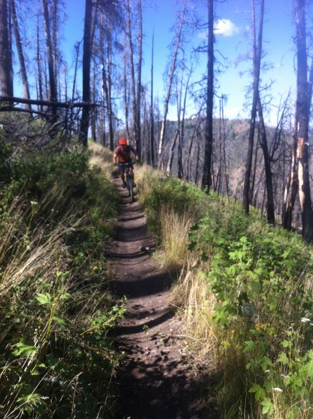 Cranking past death and re-birth on Warm Springs Trail