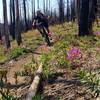 Ripping down Fisher Creek Trail