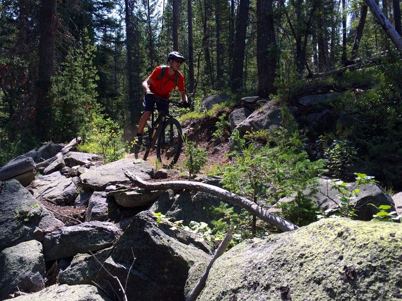 Beautiful forested section of Williams Creek