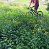 Abundant wildflowers on Titus Lake