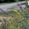 Enjoy the neighborhood's flower gardens as the path cuts through Bellevue on 2nd Street