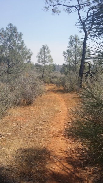 Plateau pines