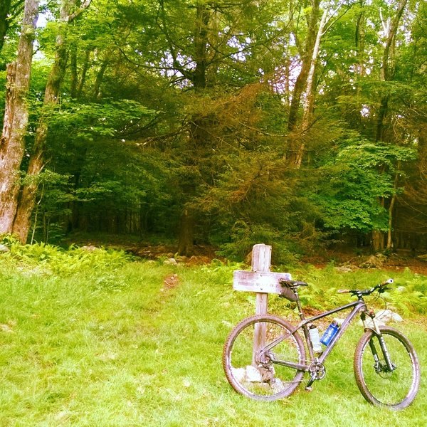 Cherry Tree Shelter