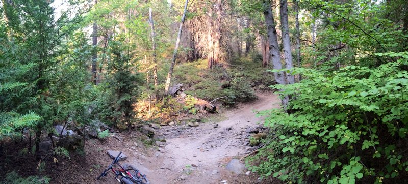 Abbot Creek - dry in late July