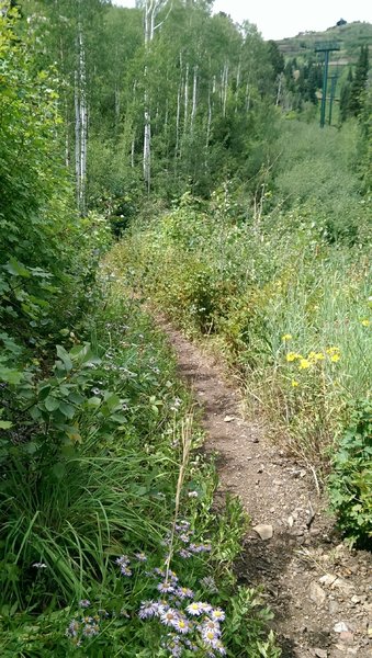 Wildflowers under the Jordanelle Gondola line