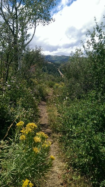 Views of Bald Mountain from the Outlook Trail