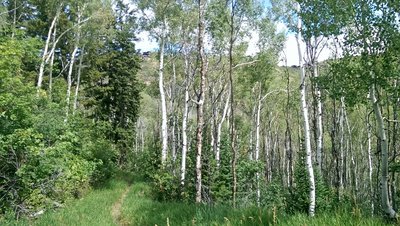 Lovely stretch of trail through mature aspen grove
