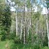 Lovely stretch of trail through mature aspen grove