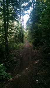 The woods feel surprisingly dense on Pipeline