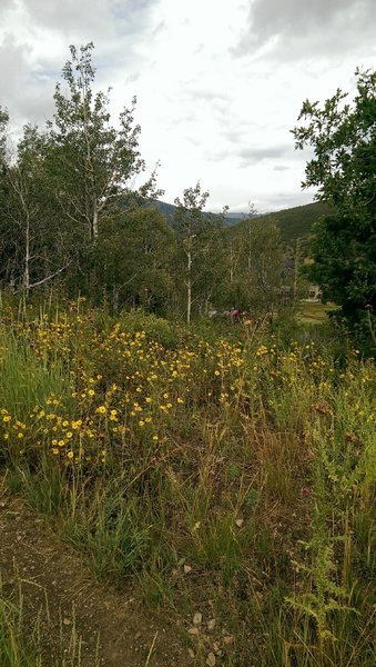 Wildflowers at the trail junction