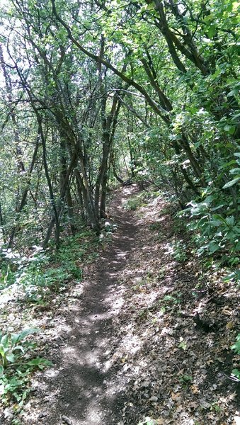 Scrub tree canopy lines the Upper Village Trail