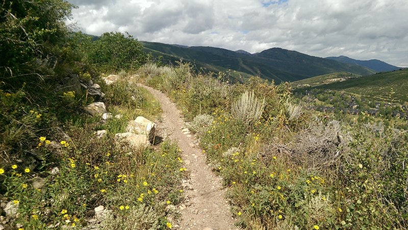 Scattered wildflowers on Mid Gap Trail