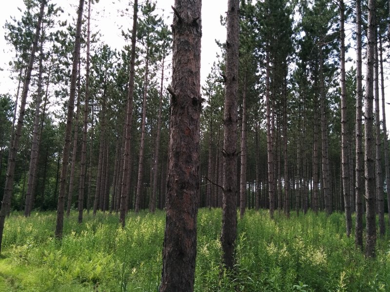 A highlight of the trail is a section that tightly weaves through a stand of white pine.