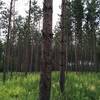 A highlight of the trail is a section that tightly weaves through a stand of white pine.