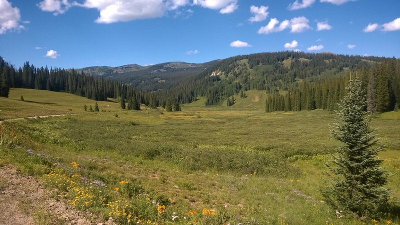 Wildflowers and meadows near Kebler Pass