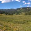 Wildflowers and meadows near Kebler Pass