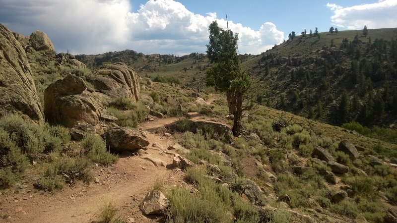 Lone tree on The Ridge