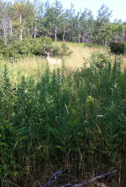 Namesake: a big velvety buck, spotted from Deerslayer!