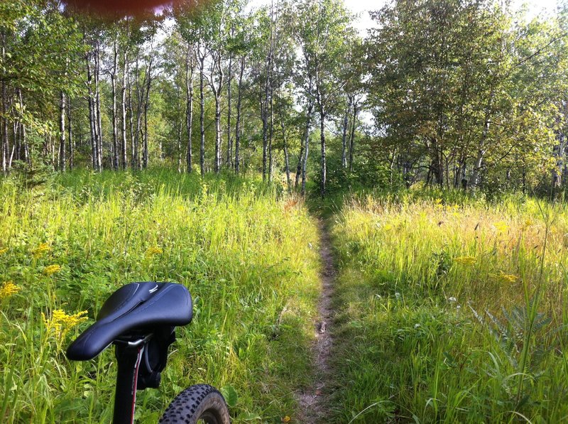 Meadowy section of Merritt Creek Trail. Most of the trail is rocky and full of sharp cobble, but this short bit offers a brief respite.